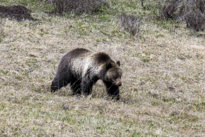 Grizzly Bear May 2025
